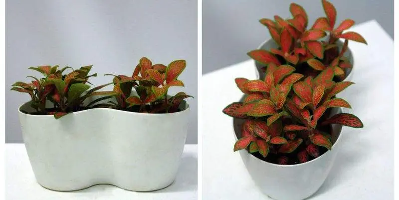 Фиттония Оранж Д9