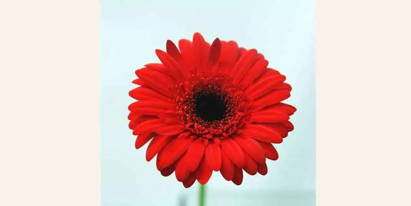 Гербер Авенида