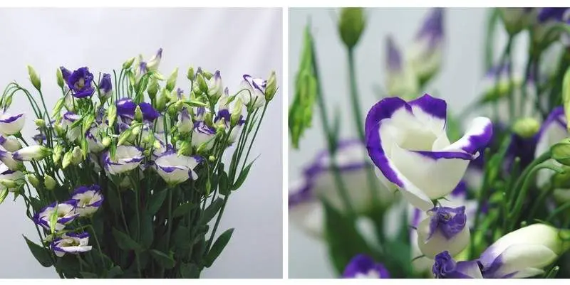 Лизиантус Пикколо Блу Рим