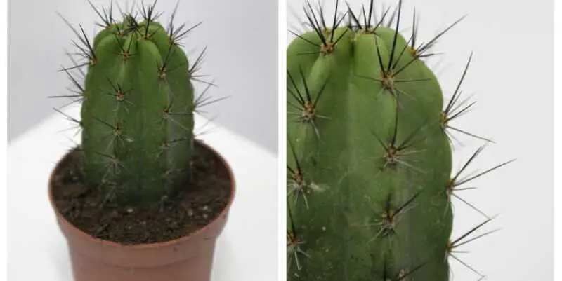 Кактус микс Д10