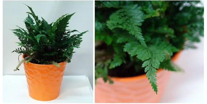 Даваллия Д12