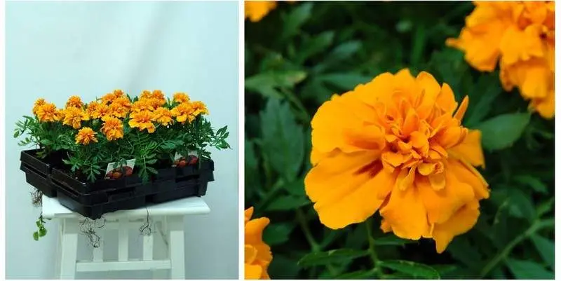 Растение открытого грунта Тагетис