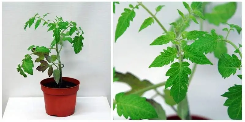 Растение открытого грунта Томат Рома Д10