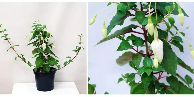 Растение открытого грунта Фуксия Д10