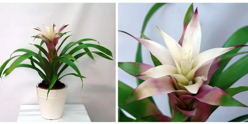 Гузмания Д12 Н40