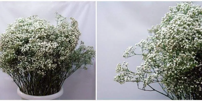 Гипсофила Миллион Стар