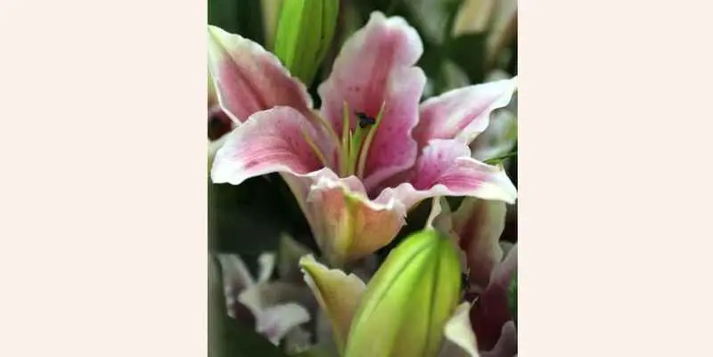 Марлон Пинк