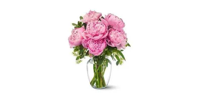 Пион Розовый