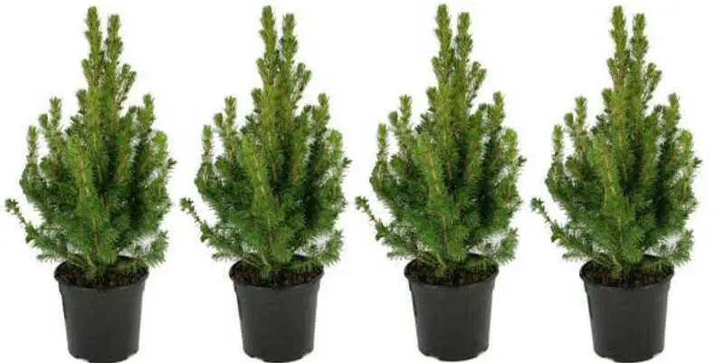 Пицея Глаука Коника